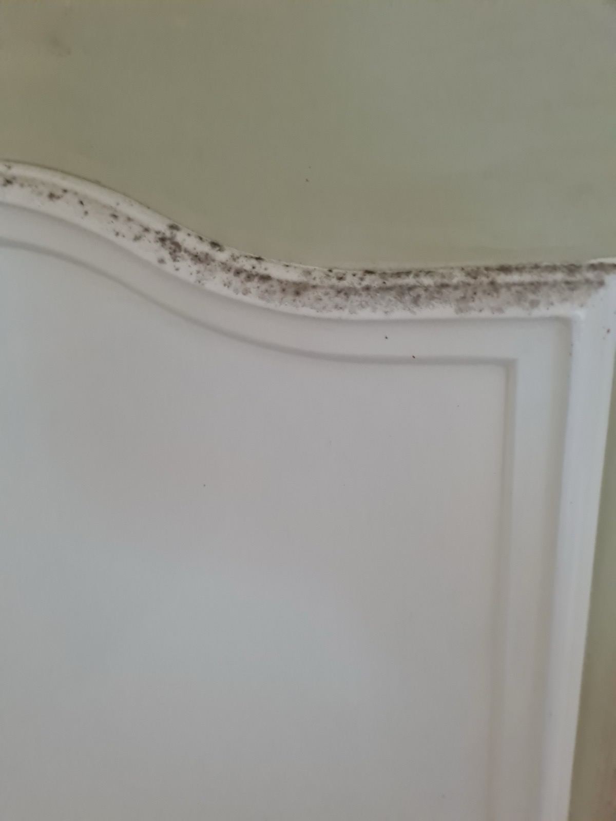 Mould through a character Queenslander